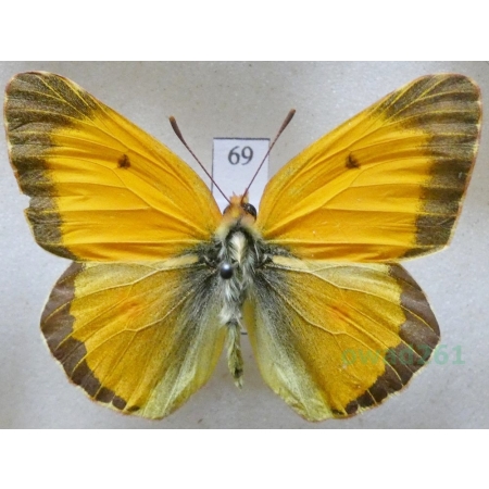 Colias croceus (Geoffroy, 1785) male Szlaczkoń sylwetnik Czech69